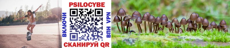 купить наркотик Черногорск Псилоцибиновые грибы Psilocybe